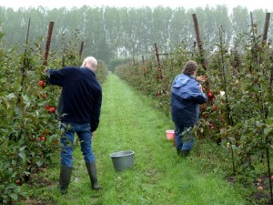 Appels plukken